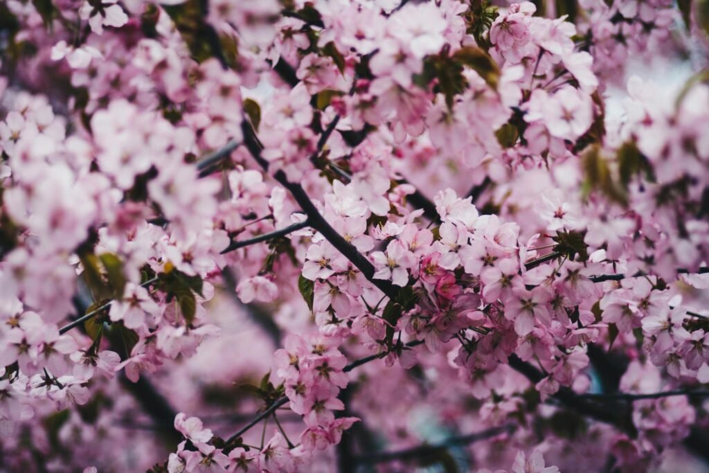 Cherry Blossom Bloom in Japan: Best Time & 2025 Sakura Guide