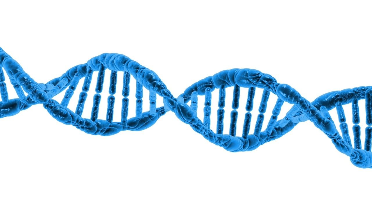 CRISPR gene editing concept used in reviving dire wolf traits