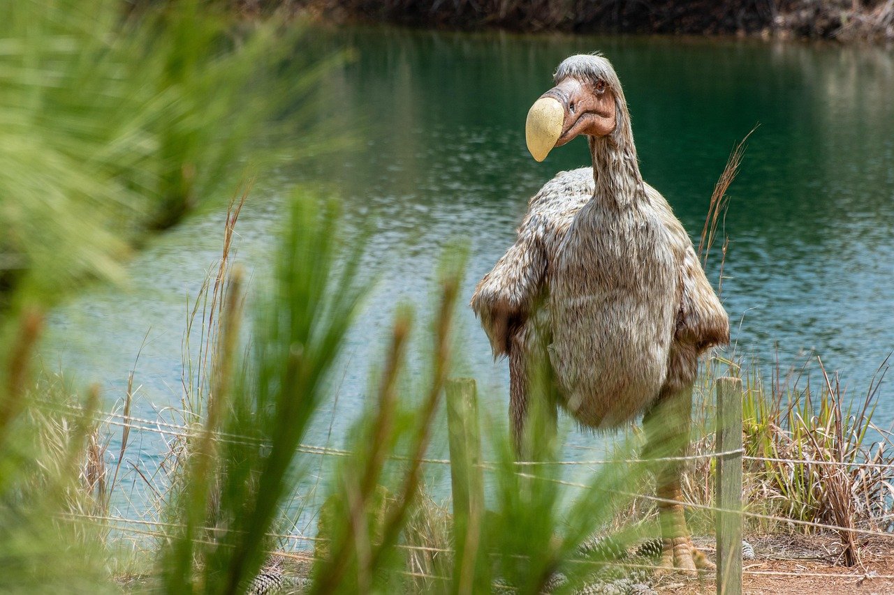 Illustration of a dodo bird representing Colossal Biosciences' de-extinction projects