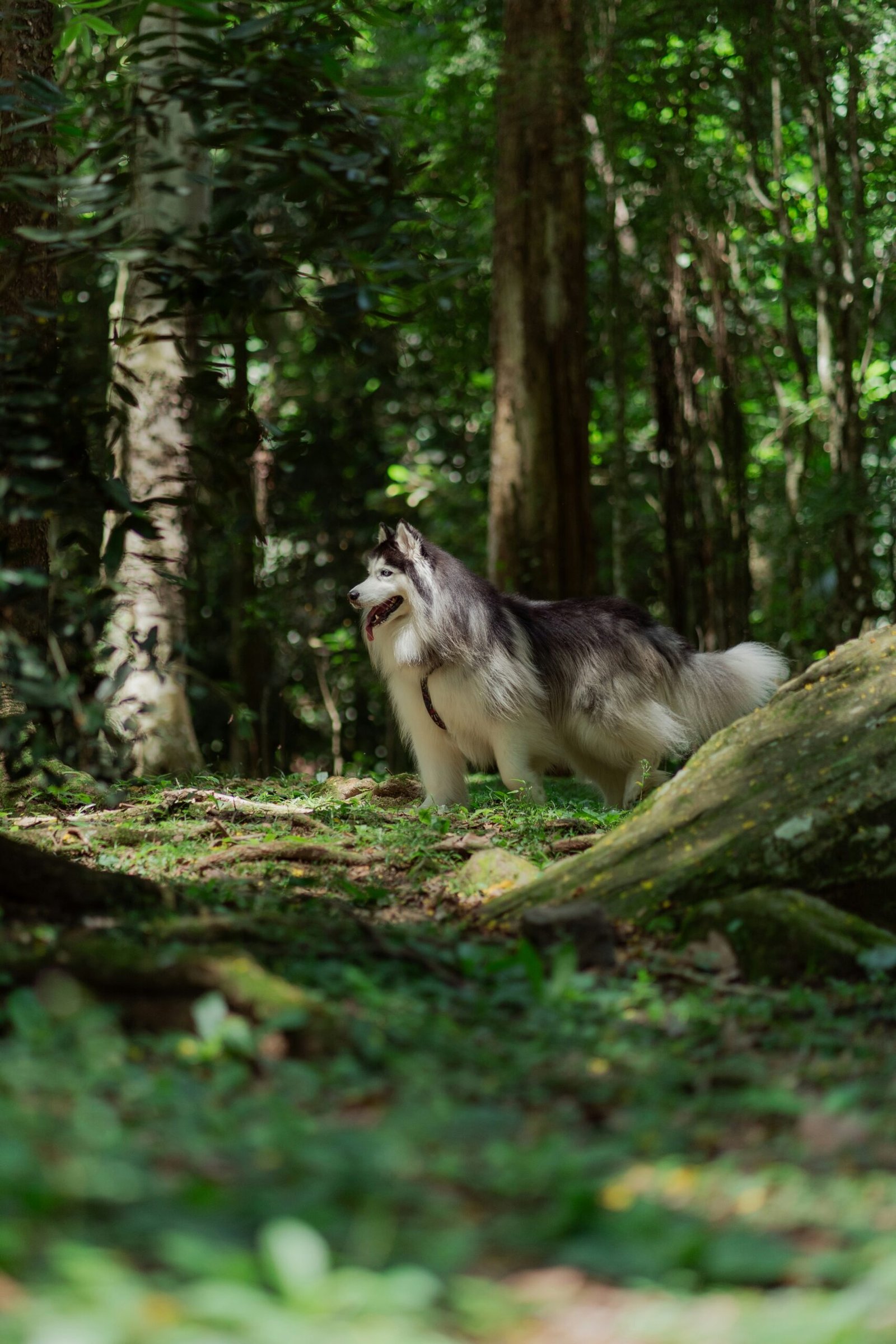 Wolf pup in forest representing genetically engineered dire wolf traits